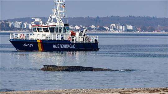 Ein Wal ist an der Ostseeküste vor Niendorf gestrandet, im Hintergrund ein Boot der Küstenwache. Die Polizei hat das Gelände abgesperrt, um das Tier nicht zu beunruhigen.