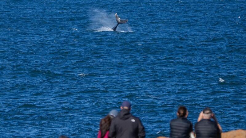 Ein Wal wurde in Boat Harbour nördlich von Sydney entdeckt: Mehr als 40.000 Wale ziehen jedes Jahr von Mai bis November auf ihrer nördlichen Wanderung, dem so genannten „Humpback Highway“, an der Küste von NSW entlang.