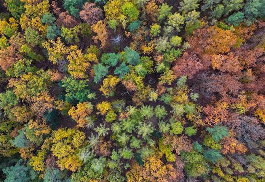 Ein Wald aus Laubbäumen.
