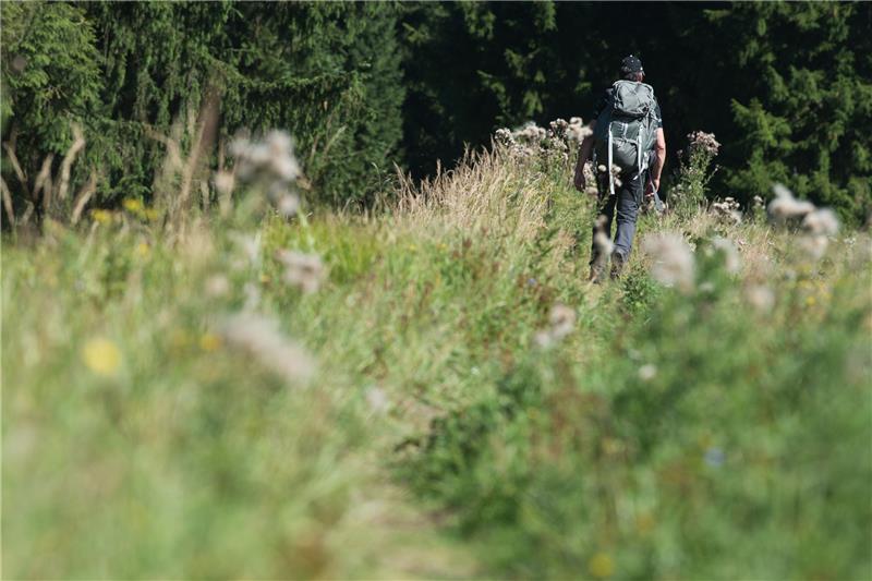 Nationalpark Harz geht gegen „digitale“ Wanderwege vor Ein Wanderer spaziert durch die Wälder in der Nähe von Altenau im Oberharz. Swen Pförtner/dpa