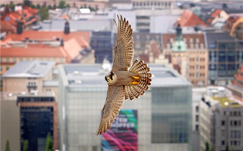 Anzahl der Wanderfalken bleibt im Westharz stabil – trotz Uhu Ein Wanderfalke fliegt über Aachen, im Harz hat der Greifvogel 2022 an einigen Stellen erfolgreich gebrütet. Die Art ist im Mittelgebirge aber weiterhin unter Druck. Foto: dpa