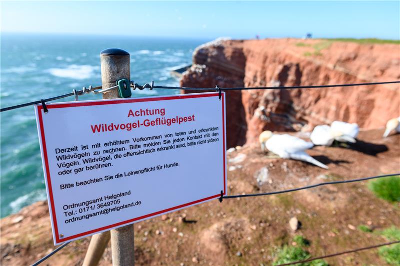 Wanderfalke im Landkreis Harz steckt sich mit Vogelgrippe an Ein Warnschild mit der Überschrift „Achtung Wildvogel-Geflügelpest“ hängt an einem Geländer auf den Lummenfelsen während Basstölpel auf den Felsen über der Nordsee sitzen. Foto: picture alliance/dpa | Jonas Walzberg