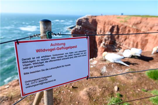 Ein Warnschild mit der Überschrift „Achtung Wildvogel-Geflügelpest“ hängt an einem Geländer auf den Lummenfelsen während Basstölpel auf den Felsen über der Nordsee sitzen. Foto: picture alliance/dpa | Jonas Walzberg