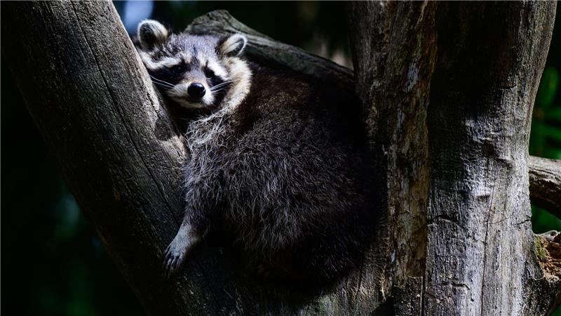 Ein Waschbär hat es sich im Baum gemütlich gemacht.