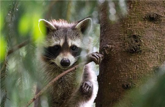 Ein Waschbär hatte sich in Schleswig-Holstein auf Bahngleise verirrt. (Archiv)