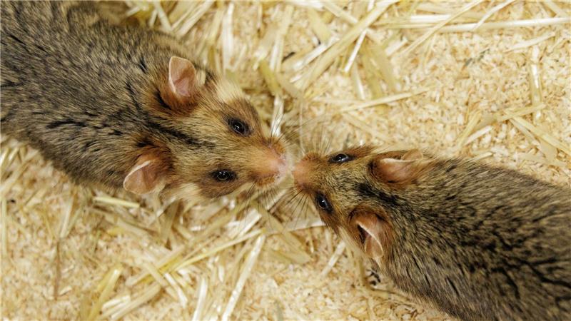 Ein Weibchen und ein Männchen kommen sich im NRW-Artenschutzzentrum näher, in dem Feldhamstern nachgezüchtet werden. 