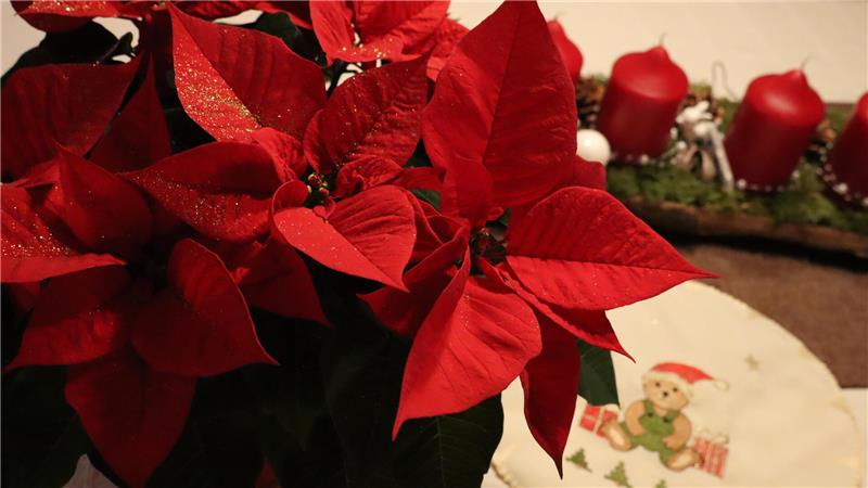 Weihnachtsstern und Weihnachtsdekoration