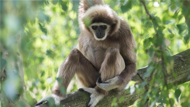 Ein Weißhandgibbon sitzt im Berliner Tierpark