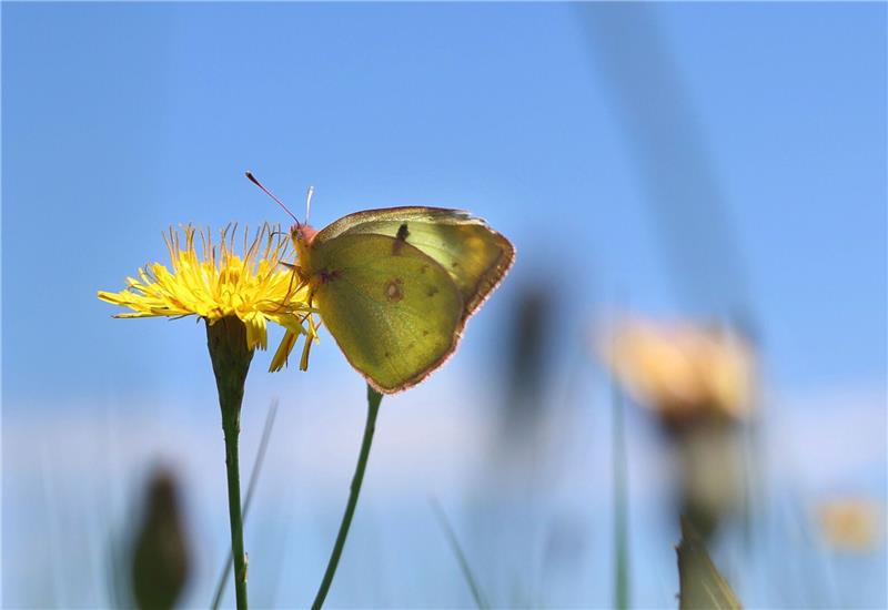 Mitmachaktion „Insektensommer” geht in zweite Runde Ein Weißklee-Gelbling sitzt auf einer Blume.