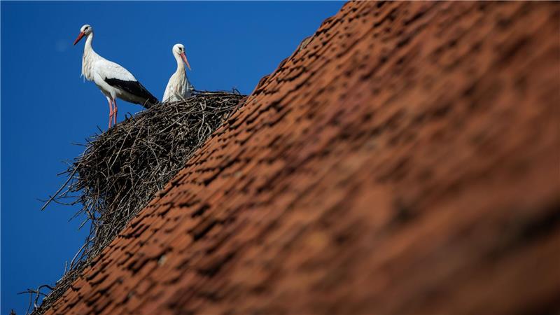 Ein Weißstorch-Paar steht bei blauem Himmel in seinem Horst. Petershagen im Kreis Minden-Lübbecke gilt mit seinen zahlreichen Horsten als Storchenhauptstadt von Nordrhein-Westfalen.