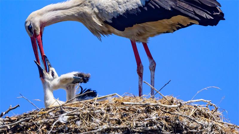 Ein Weißstorch gibt einem Jungvogel Wasser. (Archivbild)