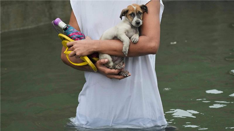 Wetterchaos auf den Philippinen - 280.000 Menschen obdachlos Ein Welpe wird von einem Mann getragen, nachdem er aus einem überschwemmten Haus auf den Philippinen gerettet wurde.