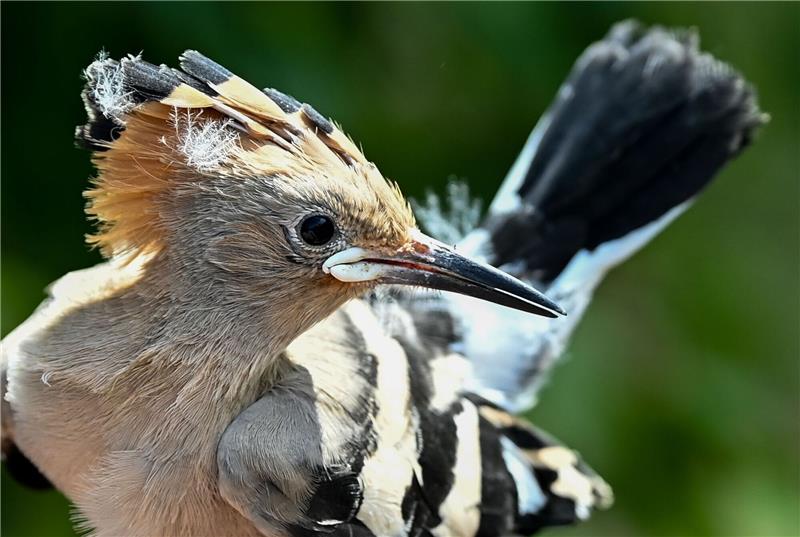 Kainismus: Wiedehopf verfüttert Küken an Geschwister Ein Wiedehopf wird von einem Vogelberinger in Sielmanns Naturlandschaft Döberitzer Heide in der Hand gehalten, um die Küken im Nest beringen und wiegen zu können.