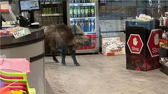 Ein Wildschwein hat sich in einem Kaufhaus verlaufen. 