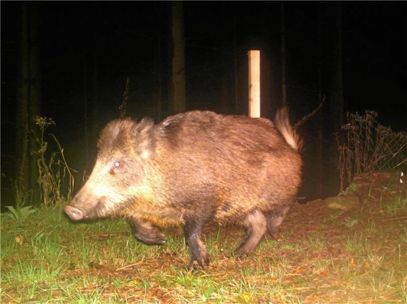 Gefahr für Menschen: Jagd auf Wildschweine bei Torfhaus Ein Wildschwein läuft im Nationalpark Harz in eine Fotofalle. Foto: Nationalpark