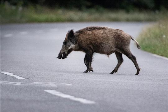 Ein Wildschwein läuft über eine Straße. Bei einem Zusammenstoß in Hohegeiß wurde ein Motorradfahrer schwer verletzt. Symbolbild: Paul Zinken/dpa
