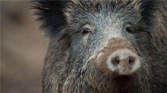 Ein Wildschwein schaut aus einem Wildschweingehege zum Fotografen.