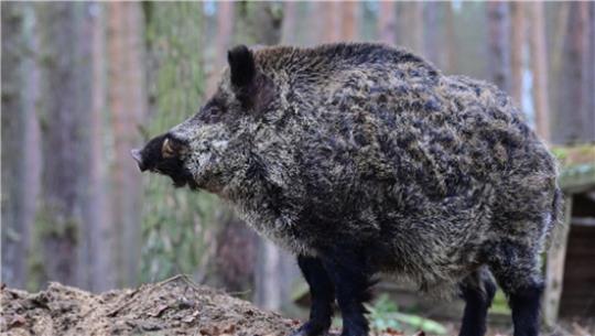 Ein Wildschwein steht auf einem Plateau im Wald.