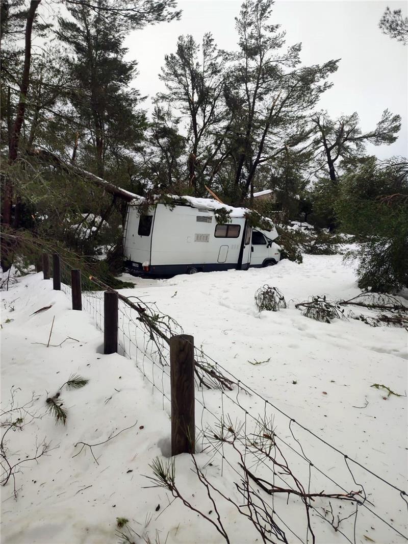 Mehr als ein Meter Schnee: Mallorca bittet Militär um Hilfe Ein Wohnmobil ist von einem durch Schnee eingestürzten Baum auf MNallorca eingeklemmt.