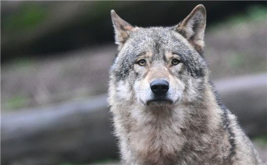 Ein Wolf.