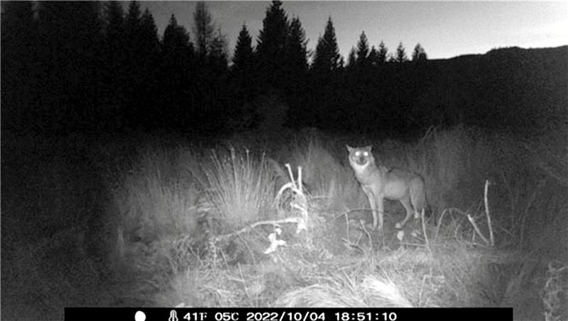 Der Wolf vor den Toren Goslars: So verhalten Sie sich richtig Ein Wolf, aufgenommen Anfang Oktober von der Fotofalle des Wernigeröder Jägers Dietrich Kramer südlich von Hasserode. Foto: Privat