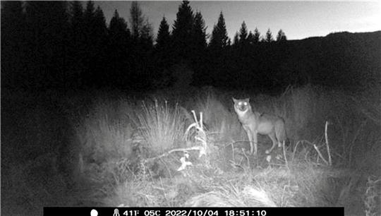 Ein Wolf, aufgenommen Anfang Oktober von der Fotofalle des Wernigeröder Jägers Dietrich Kramer südlich von Hasserode. Foto: Privat
