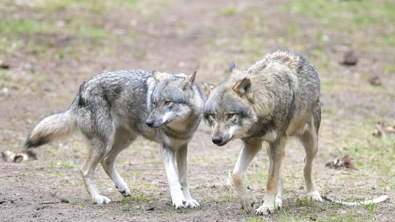 Ein Wolf hat in einem Naturgebiet den angeleinten Hund eines Spaziergängers mitgerissen und verschleppt (Archivbild).
