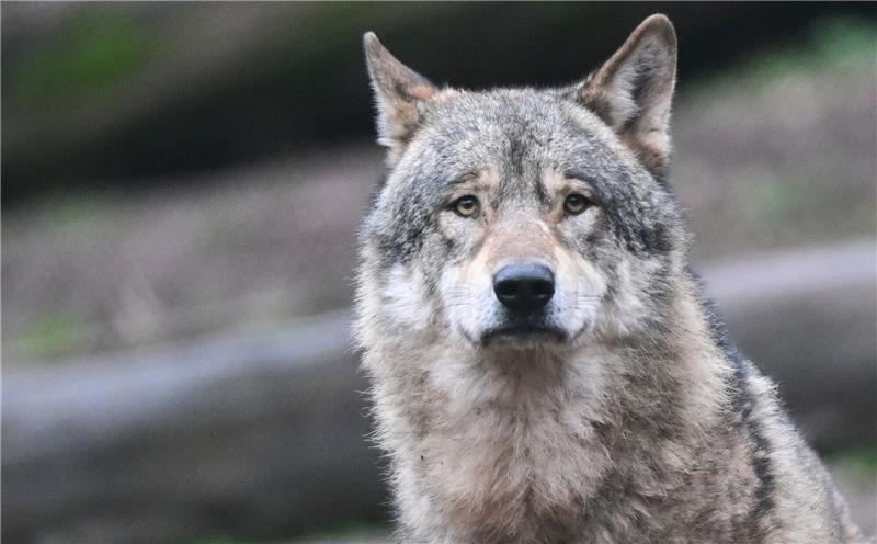 AG Wolf legt Kriterien zum Abschuss von „Problemwölfen” vor Ein Wolf läuft auf Futter wartend durch ein Gehege im Tierpark.