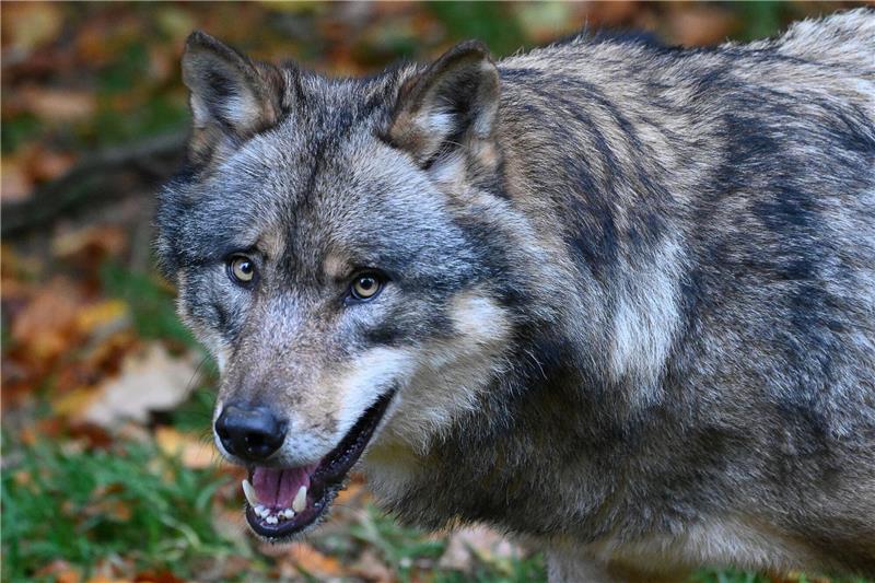 Berufung abgelehnt: Keine Flinte für Schäfer zur Wolfsabwehr Ein Wolf läuft durch einen Wald.