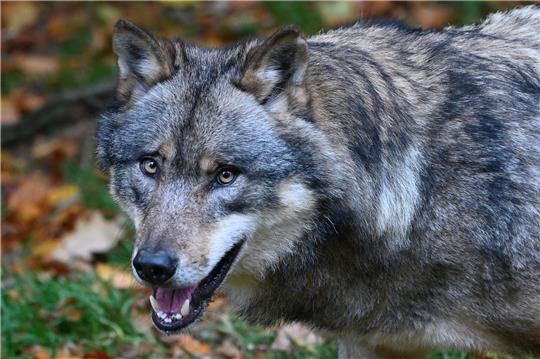 Ein Wolf läuft durch einen Wald.