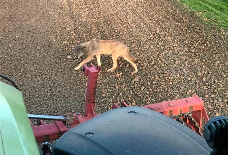 Wölfe verunsichern die Menschen in Osterwieck Ein Wolf läuft neben einem landwirtschaftlichen Fahrzeug her. Das Bild wurde kürzlich am Großen Fallstein nahe Veltheim aufgenommen. Foto: Hegegemeinschaft Fallstein