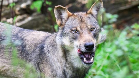 Ein Wolf steht im Gehege im Wisentgehege Springe.