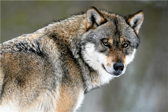Ein Wolf steht in einem Gehege im Wildpark Neuhaus .  Foto: dpa