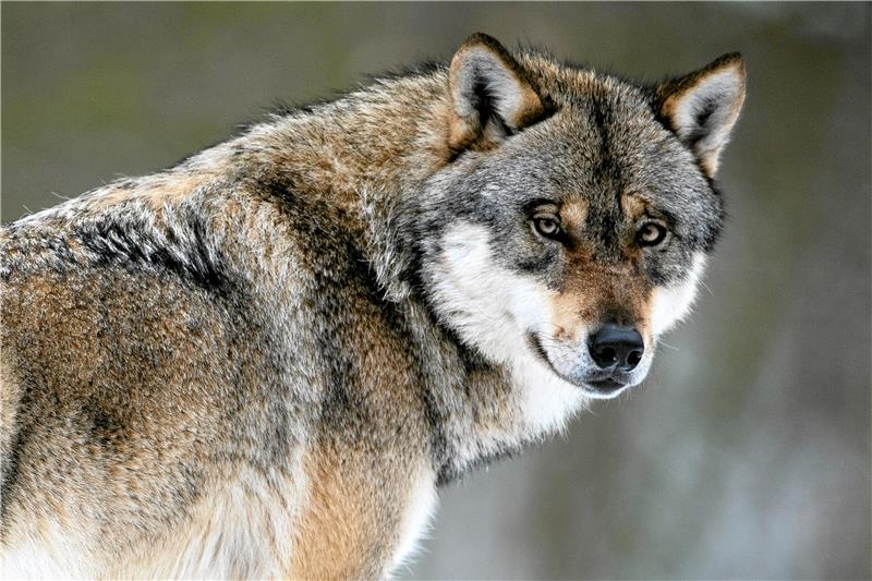 Tödliche Attacken auf zwei Hunde geben weiter Rätsel auf Ein Wolf steht in einem Gehege im Wildpark Neuhaus . Foto: dpa