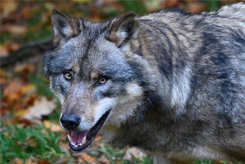 Werden zu viele Wölfe abgeschossen? Ein Wolf steht in einem Gehege vom Wildpark Neuhaus im Solling (Illustration). Foto: Swen Pförtner/dpa