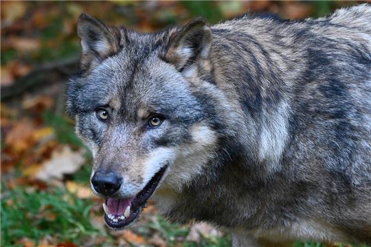 Ein Wolf steht in einem Gehege vom Wildpark Neuhaus im Solling (Illustration). Foto: Swen Pförtner/dpa