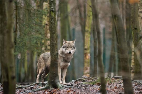 Ein Wolf steht in einem Tierpark in Sachsen-Anhalt in seinem Gehege. Die Ampel-Koalitionäre wollen das Zusammenleben von Weidetieren, Mensch und Wolf so gestalten, «dass trotz noch steigender Wolfspopulation möglichst wenige Konflikte auftreten».