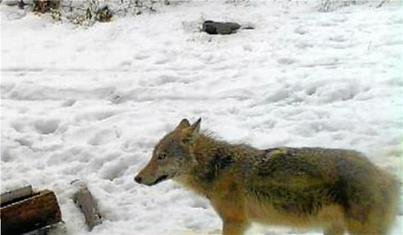 Der Wolf vor den Toren Goslars: So verhalten Sie sich richtig Ein Wolf wurde vorige Woche in der Nähe des Tierheims Goslar von einer Wildtierkamera fotografiert.