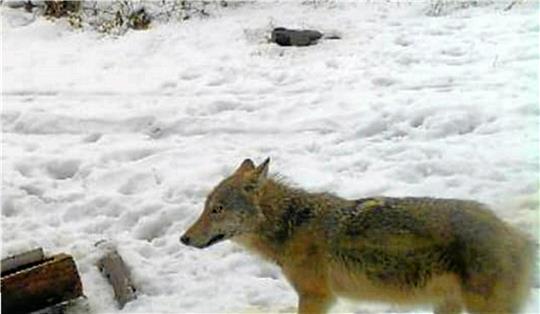 Ein Wolf wurde vorige Woche in der Nähe des Tierheims Goslar von einer Wildtierkamera fotografiert.