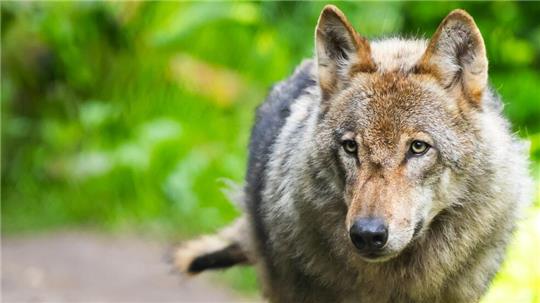 Ein Wolfsrudel und einige vereinzelte Tiere leben aktuell im Harz.