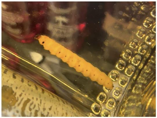 Ein Wurm in einer Flasche "Lajita Reposado" Mezcal.
