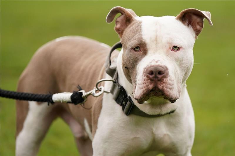 Halterin in London von eigenen Hunden totgebissen Ein XL-Bully-Hund namens Riz in Birmingham.