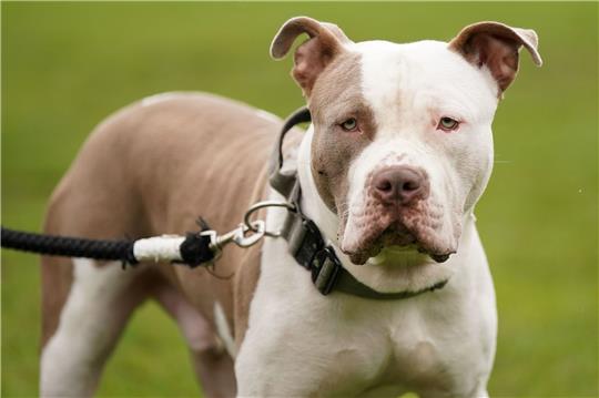 Ein XL-Bully-Hund namens Riz in Birmingham.