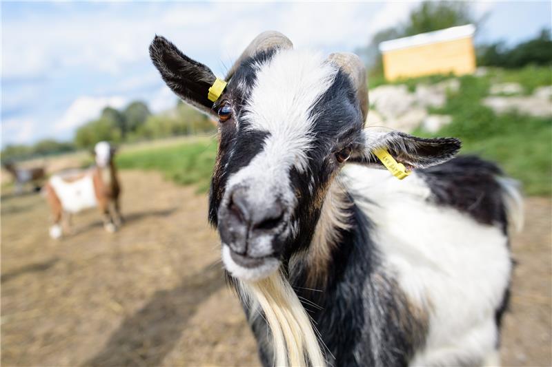 15. Dezember: Mit dem Ziegenbockgespann der „King“ Ein Ziegenbock kann ein treuer Begleiter sein – wie für Albert Ahäuser in seinen Kindertagen auf dem kleinen Bauernhof seiner Großeltern in Schlewecke. Symbolfoto: dpa