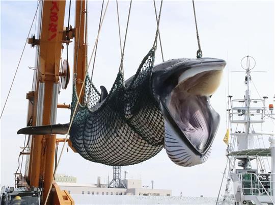Ein Zwergwal wird in einem Hafen von einem Schiff gelöscht.