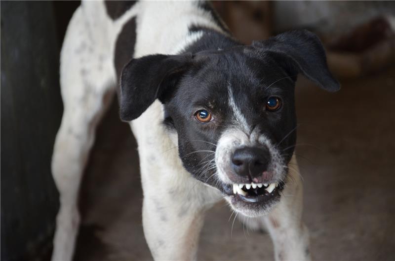Hund greift Bad Harzburgerin an – drei Finger und Arm zerbissen Ein aggressiver Hund. Symbolbild: Pixabay