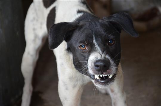 Ein aggressiver Hund. Symbolbild: Pixabay