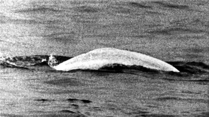 Ein auf den Namen Moby Dick getaufter Beluga sorgte 1966 für Aufsehen.
