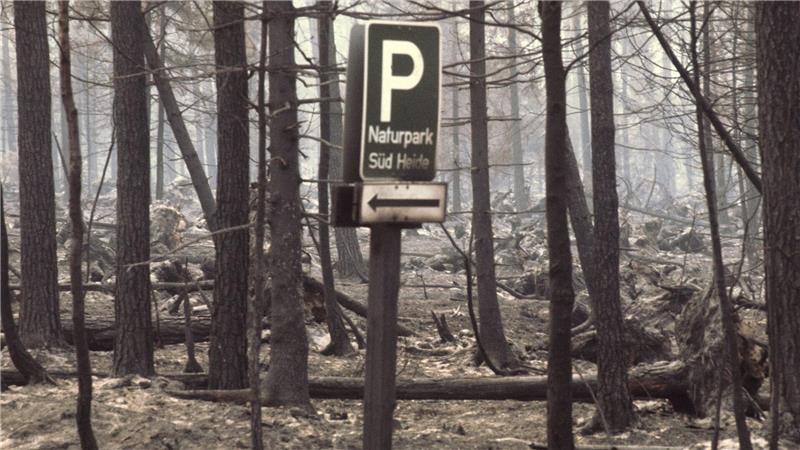 Viel gelernt aus Waldbrandkatastrophe in Lüneburger Heide Ein ausgebranntes Waldstück im Naturpark Südheide. (Archivfoto)