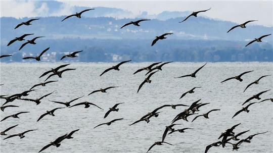 Ein bundesweites Management des Kormoran-Bestands wird es nicht geben. Die CDU/CSU-Fraktion scheiterte im Umweltausschuss des Bundestags mit einem Antrag, den als Fischjäger gefürchteten Vogel zu kontrollieren. 